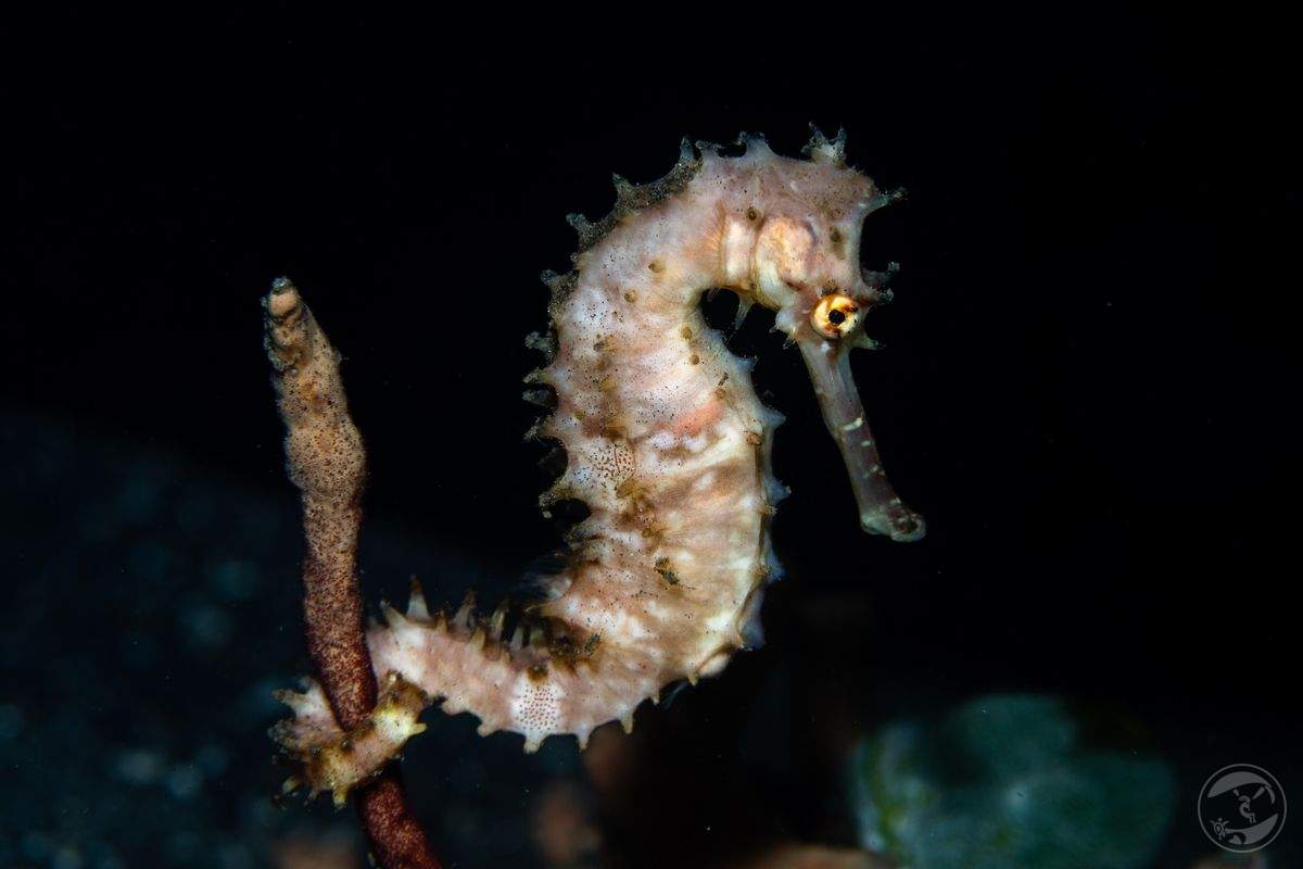 Seahorse on a stick