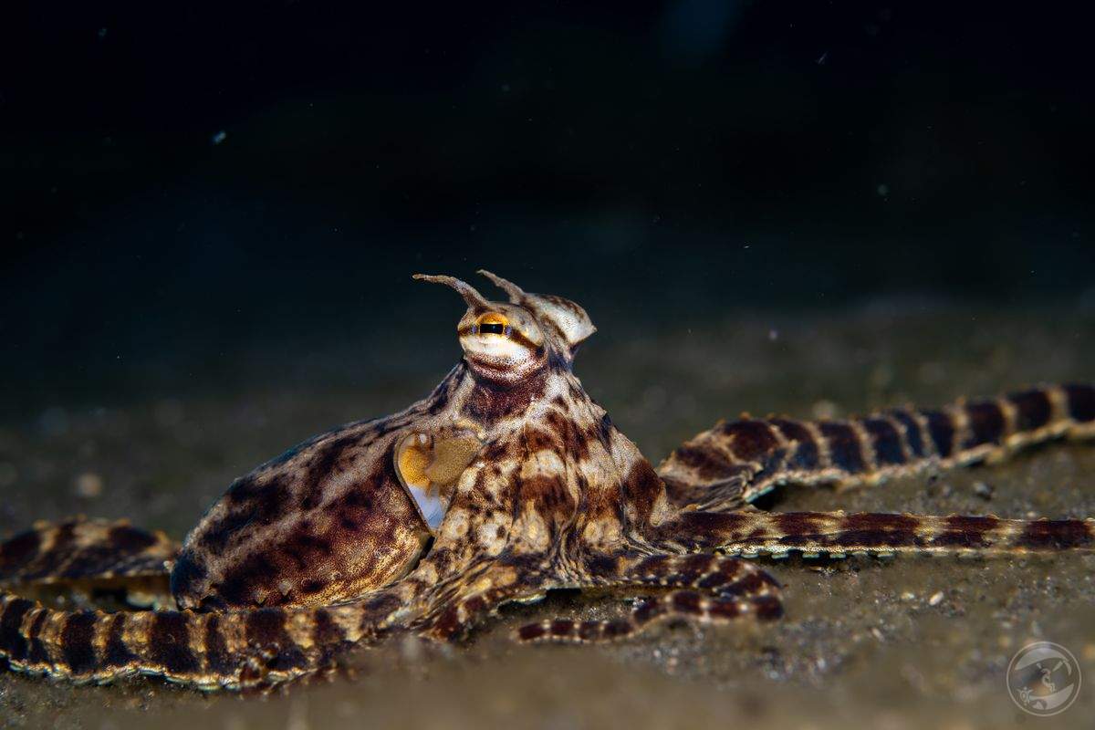 Mimic octopus