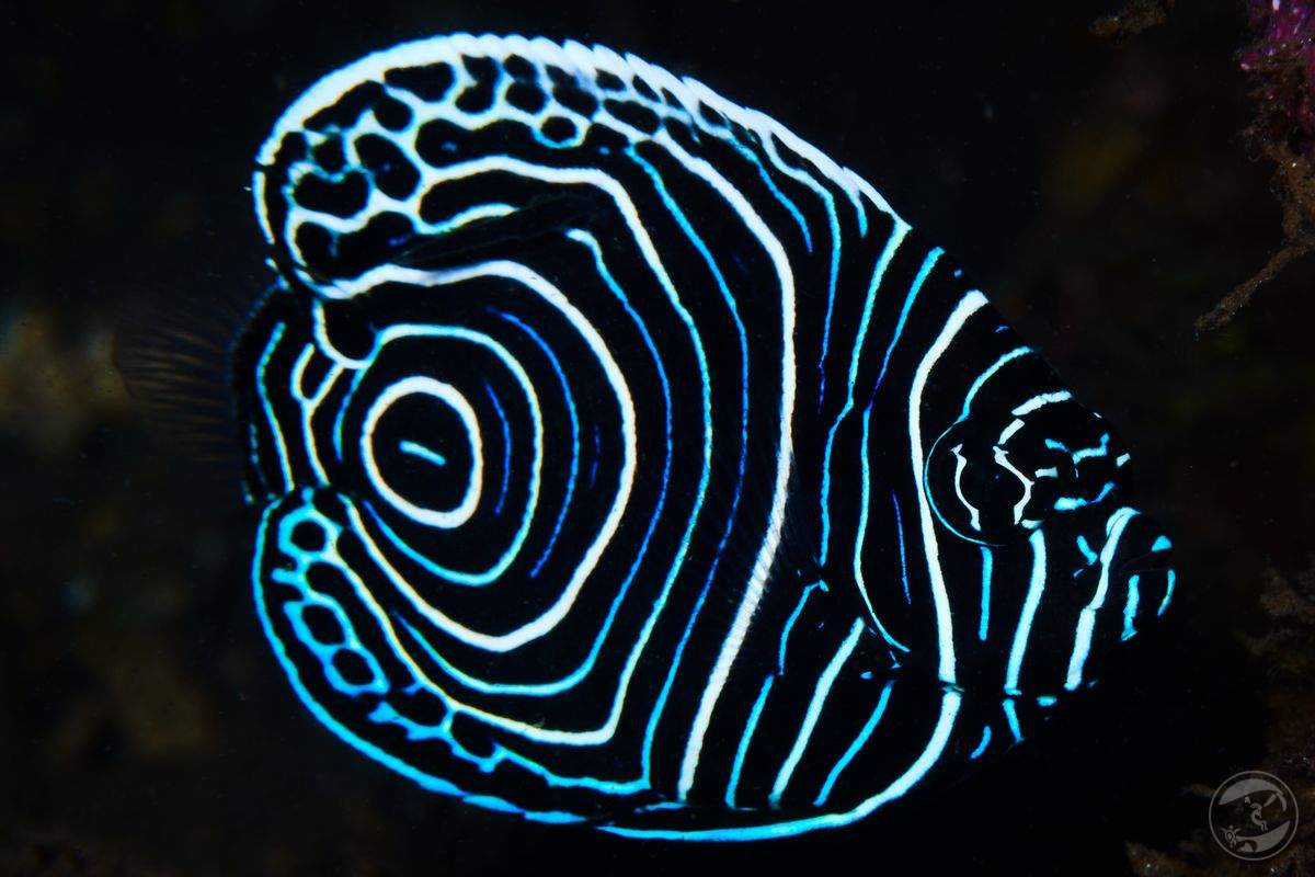 striped royalty