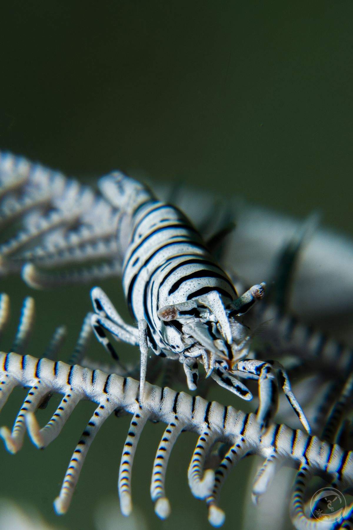 Tiny zebra