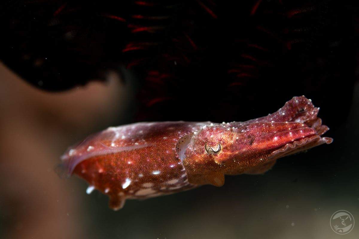 dreamy cuttlefish
