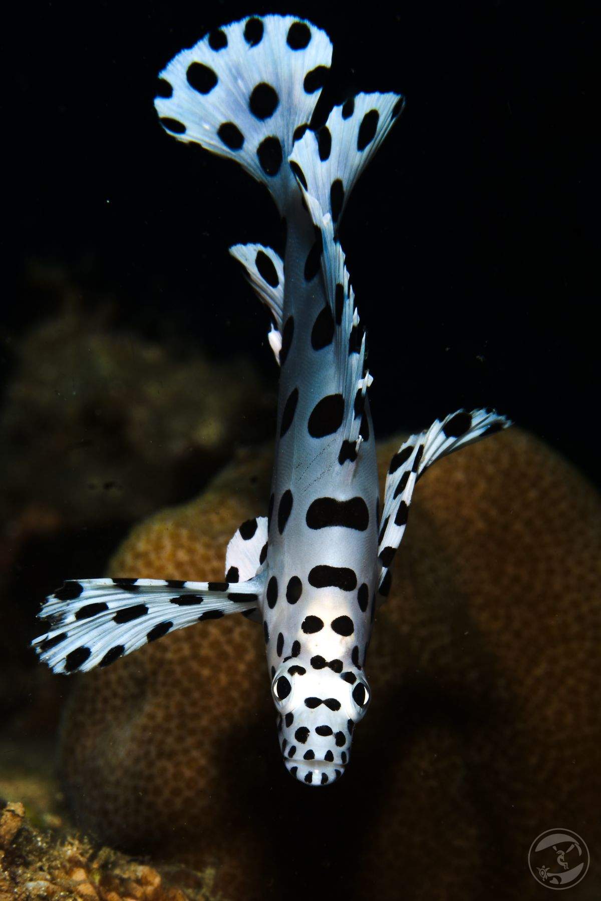 dancing dalmatian