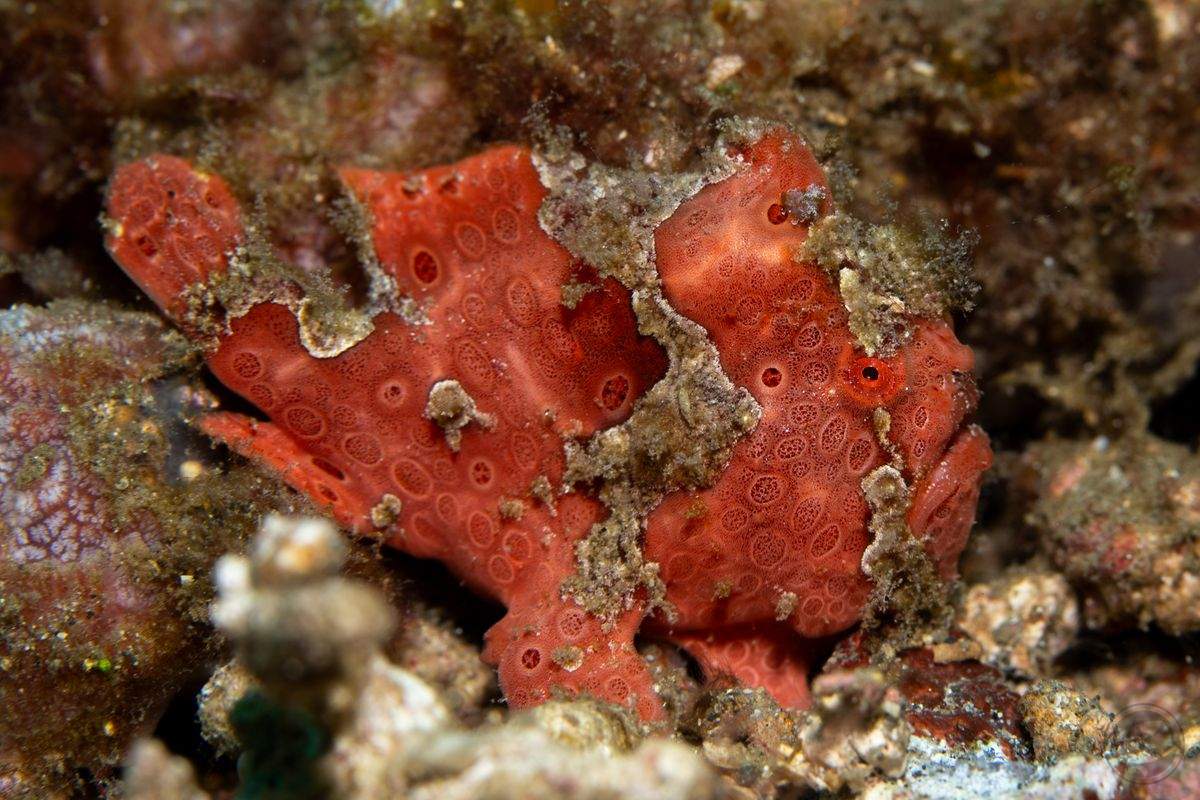 broken painted frogfish
