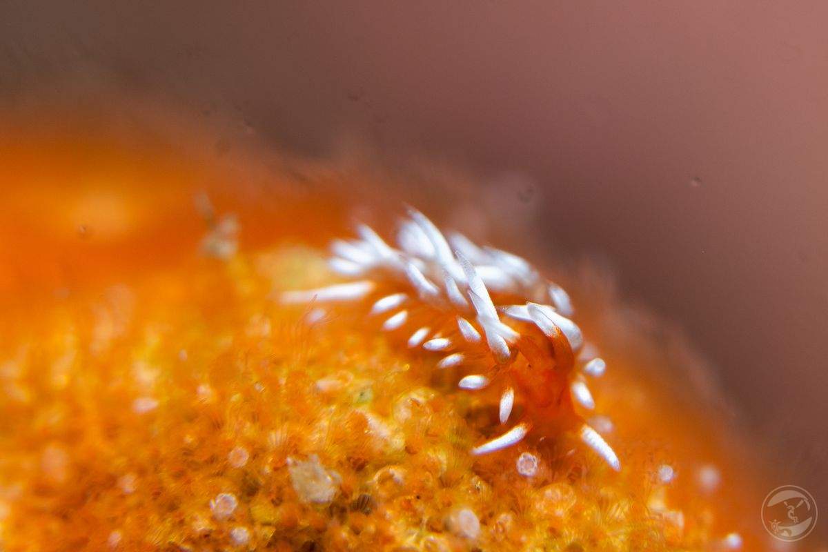 fluffy candy
