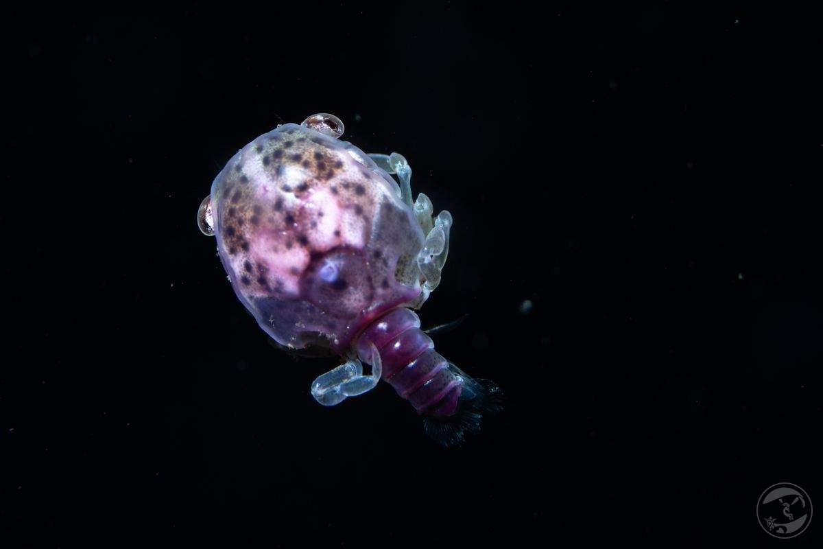 The purple stage of life