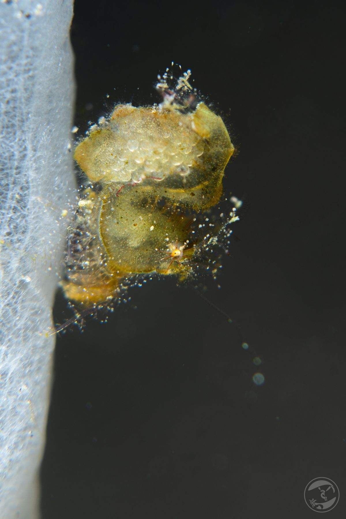 Berried with life