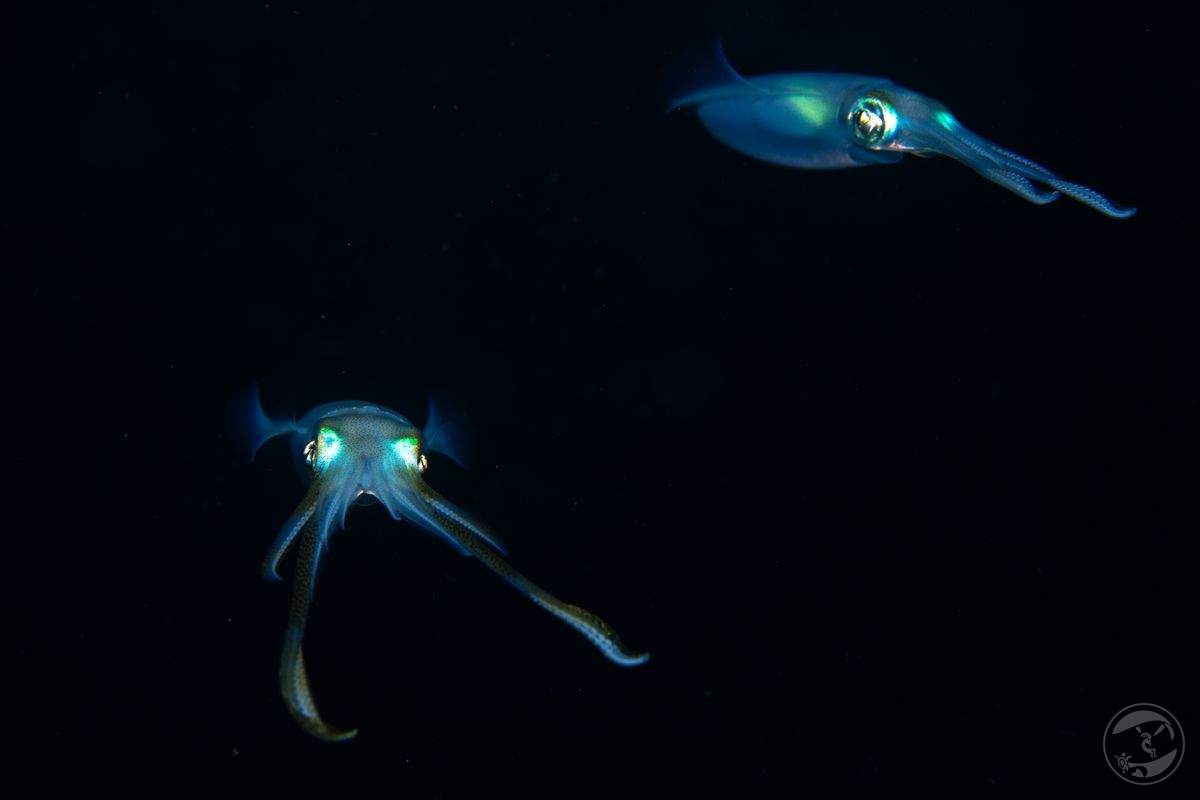 little ghosts