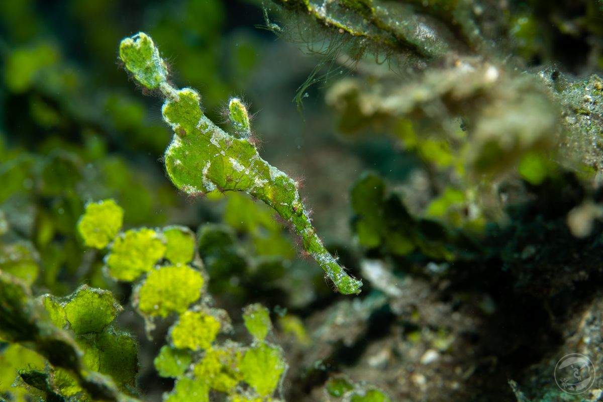 green harmony