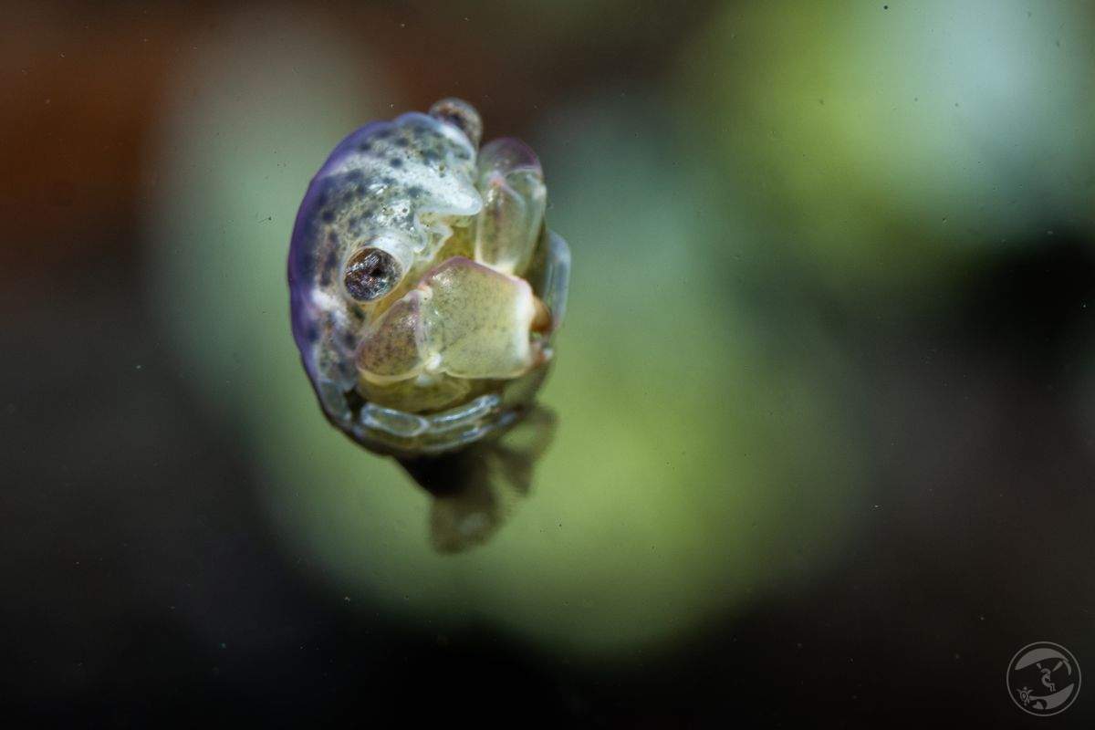 The purple stage of life