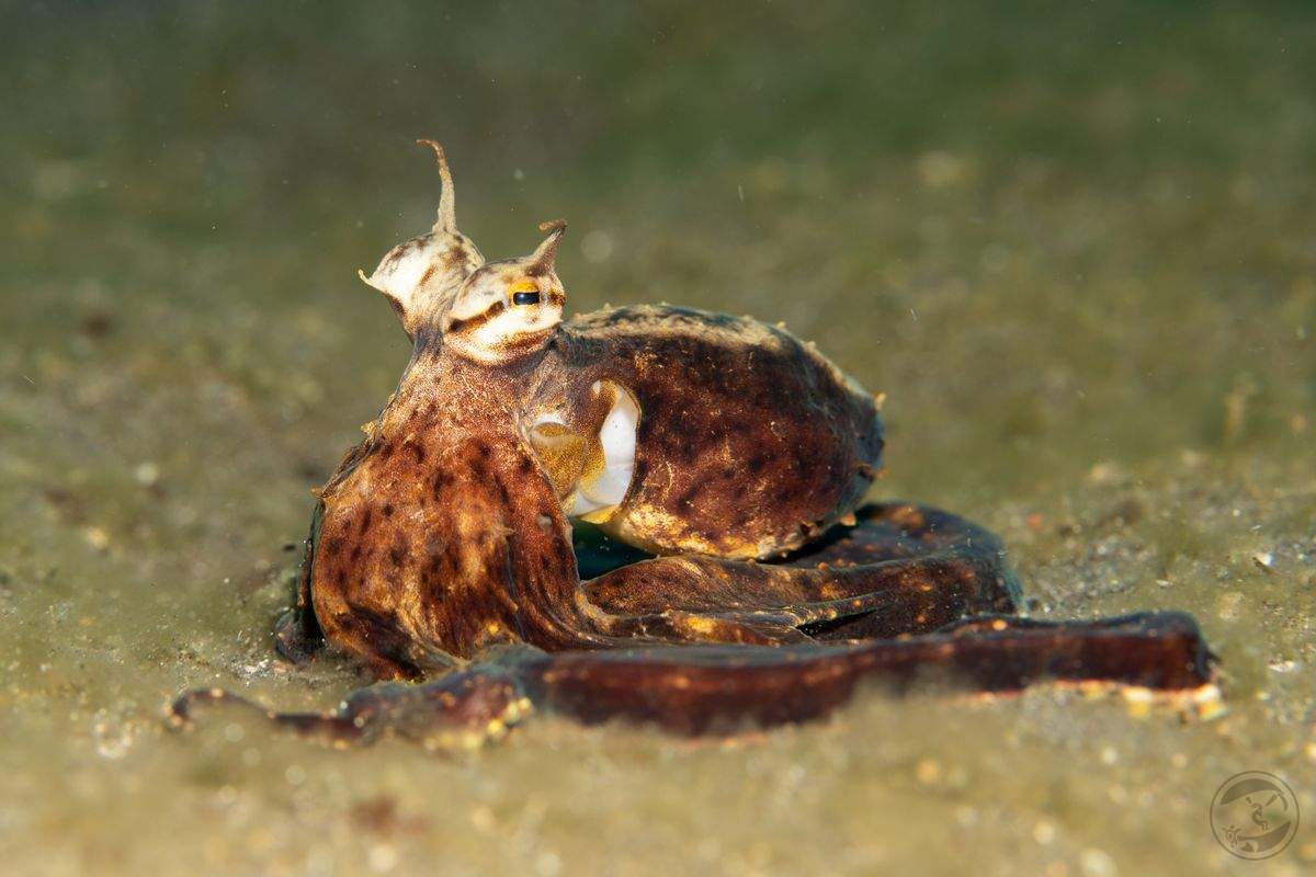 observing mimic