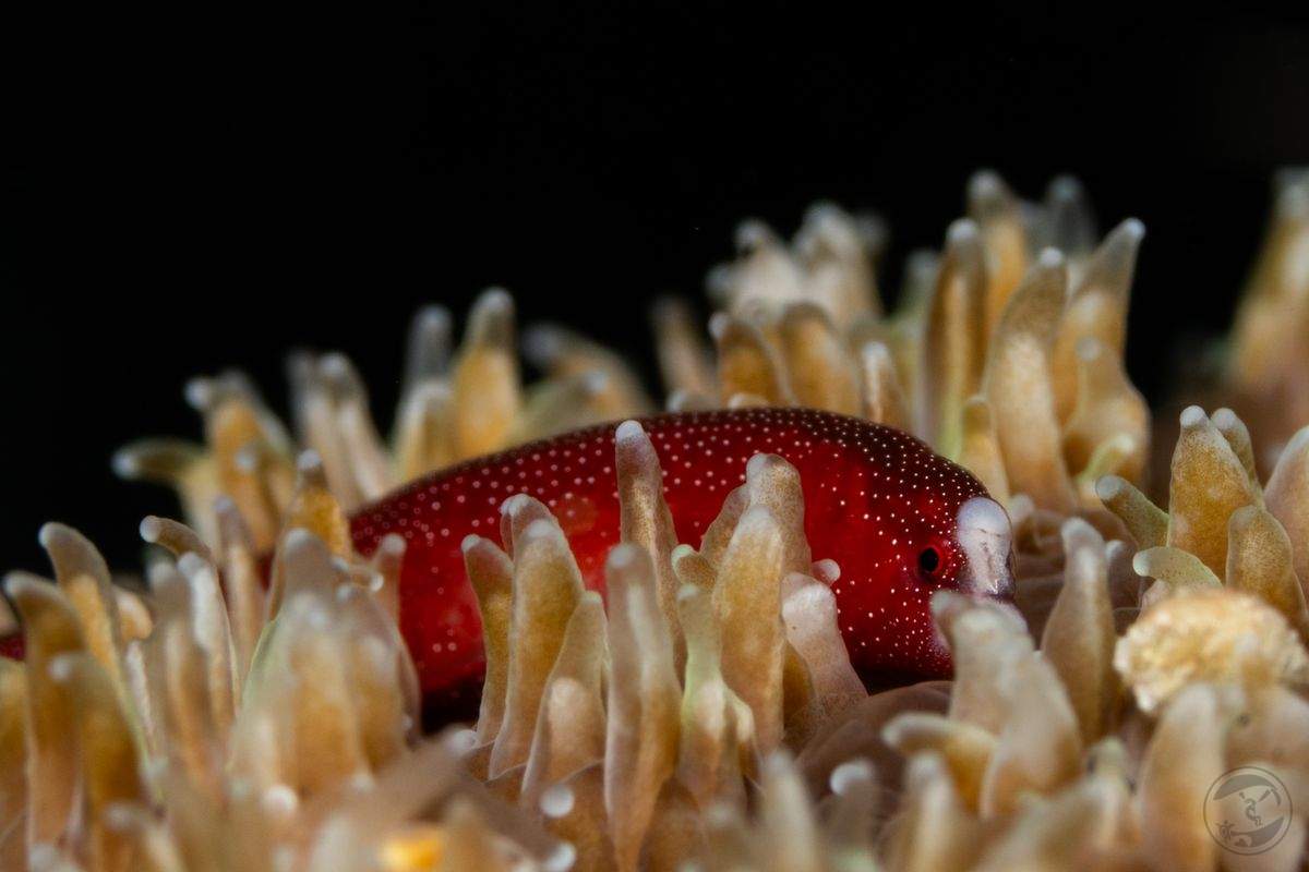 shy guy