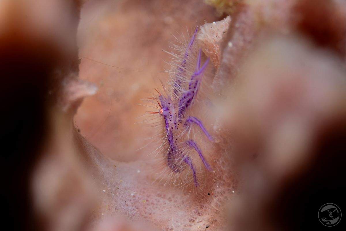 pink and hairy