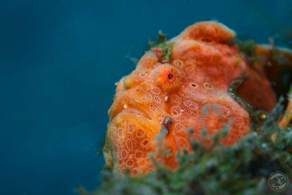 Overlooking the reef