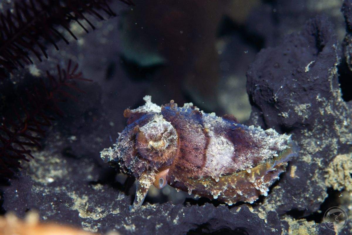 cuttle in purple pyjama