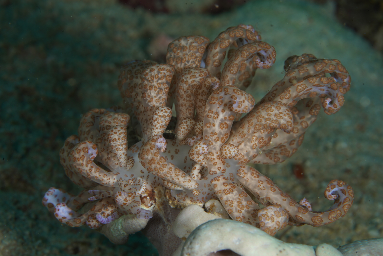 Solar-Powered Nudibranch