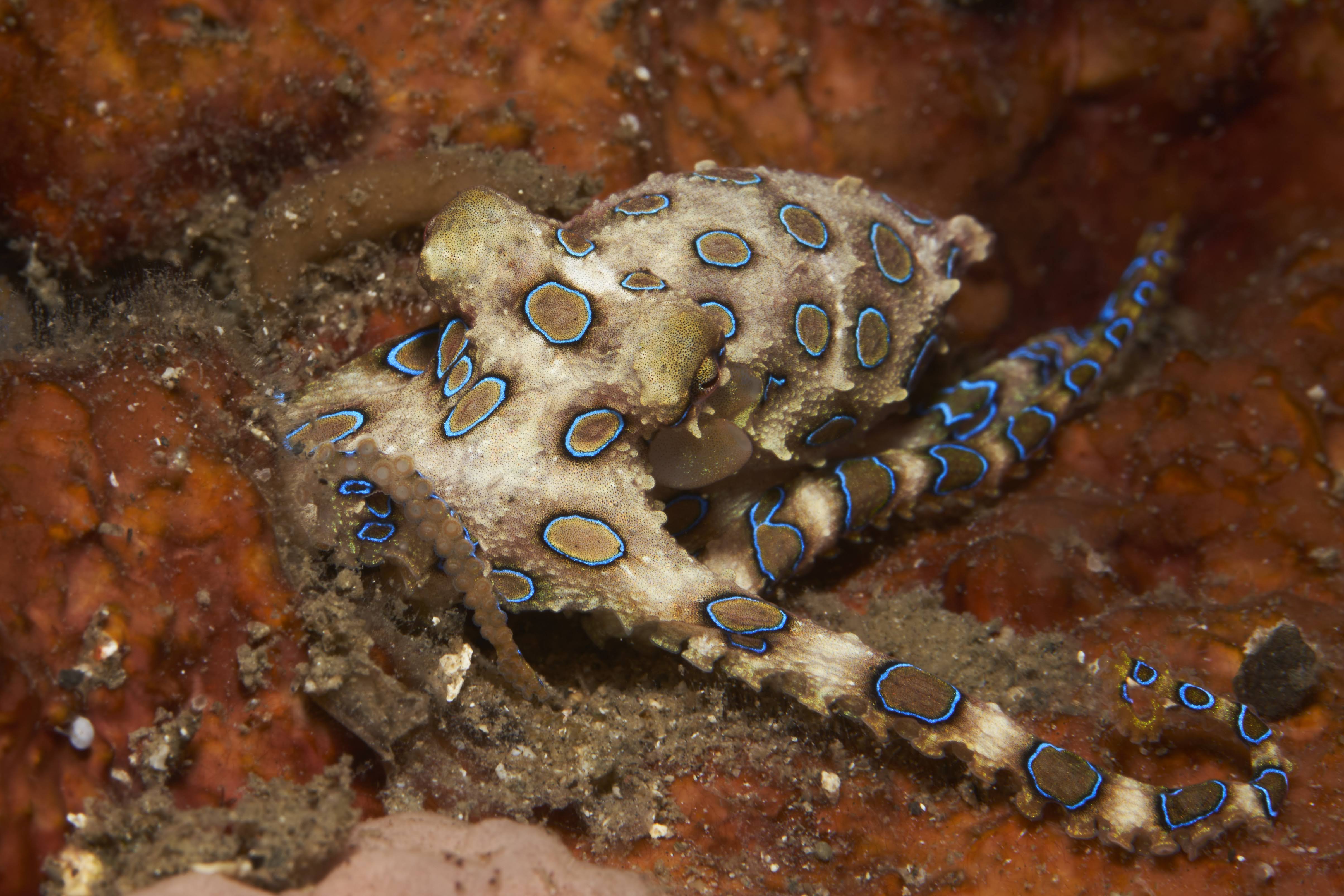 Greater Blue-Ringed Octopus