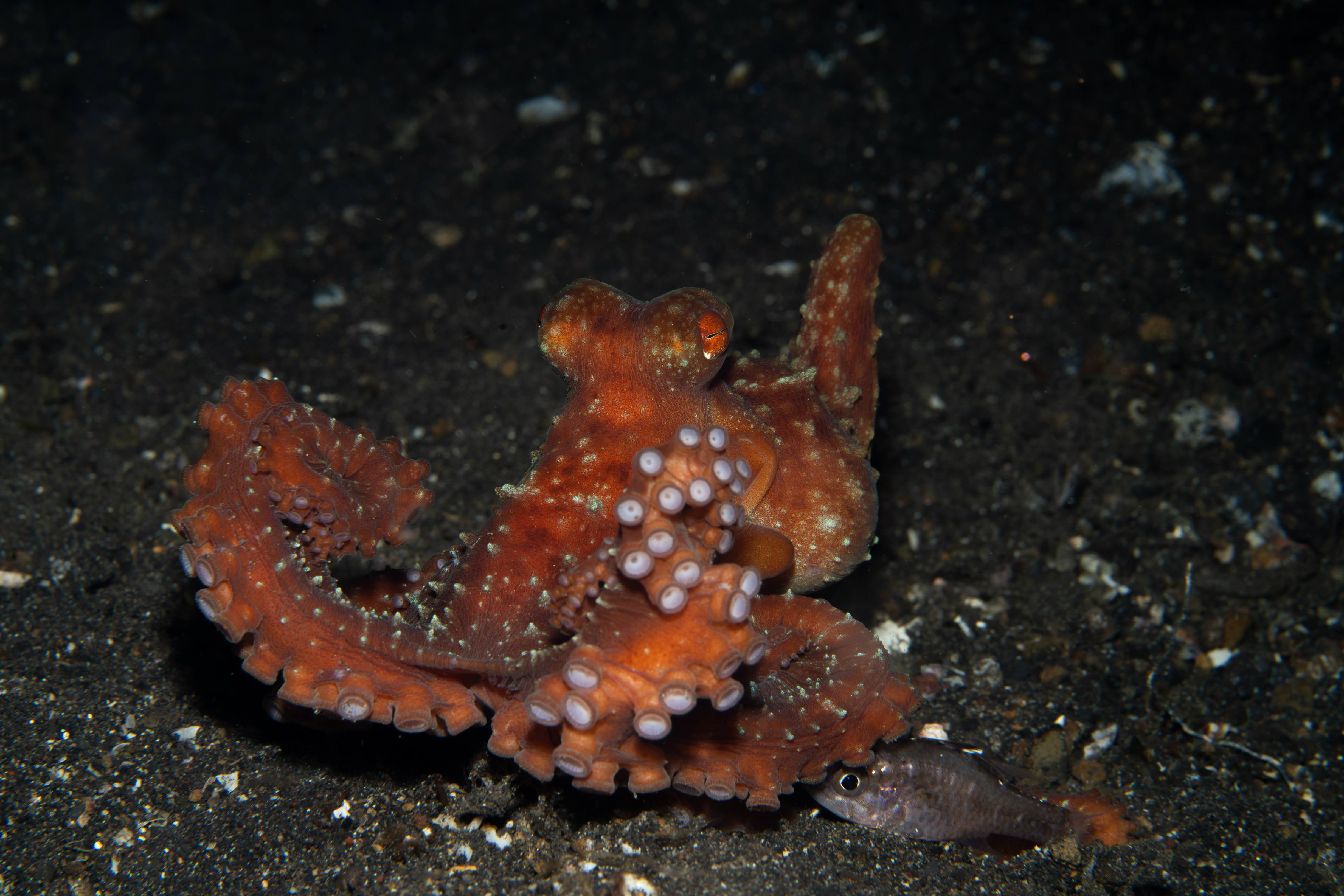 Starry Night and Goby